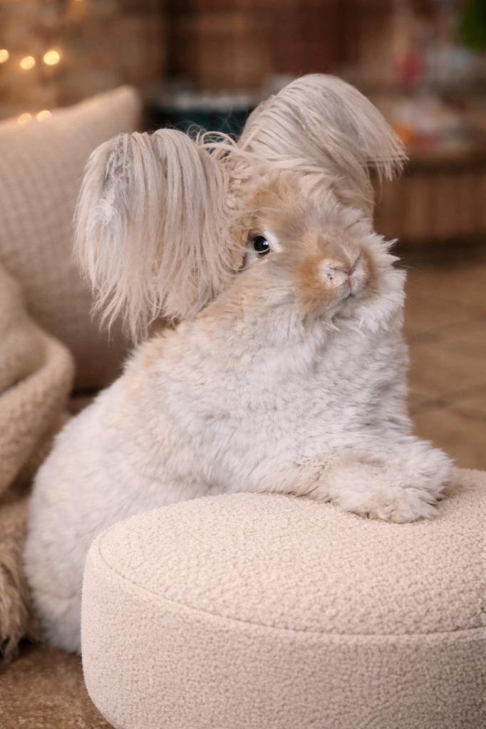 Lapins Anglais Angora, Animaux & Accessoires, Enlèvement, Neuf