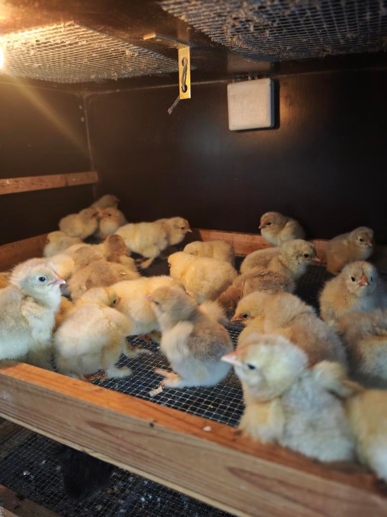 Eendagskuikens Brahma groothoenders te koop, Dieren en Toebehoren, Pluimvee