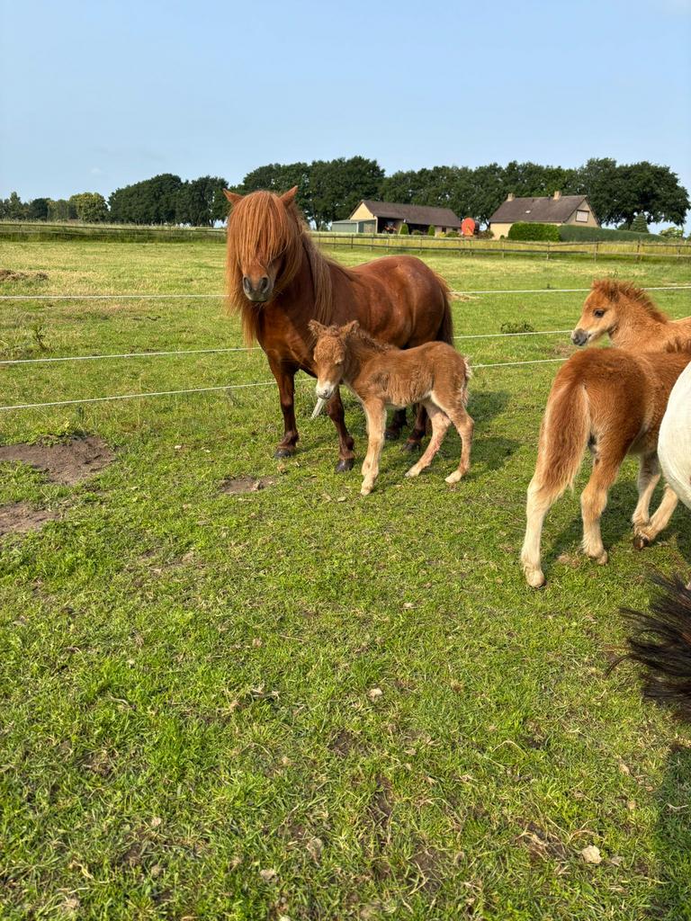 Weiland gezocht, Dieren en Toebehoren