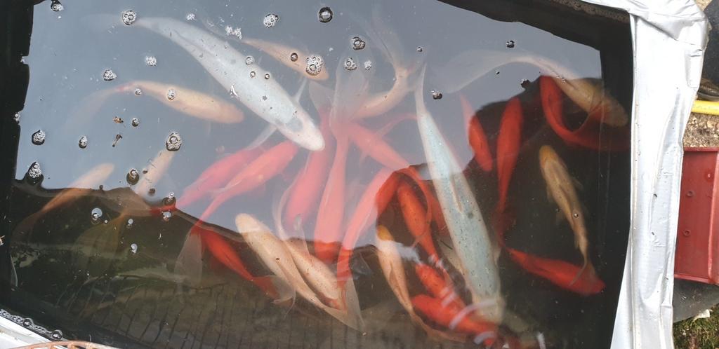 GOUDVISSEN, Poisson(s) rouge(s)