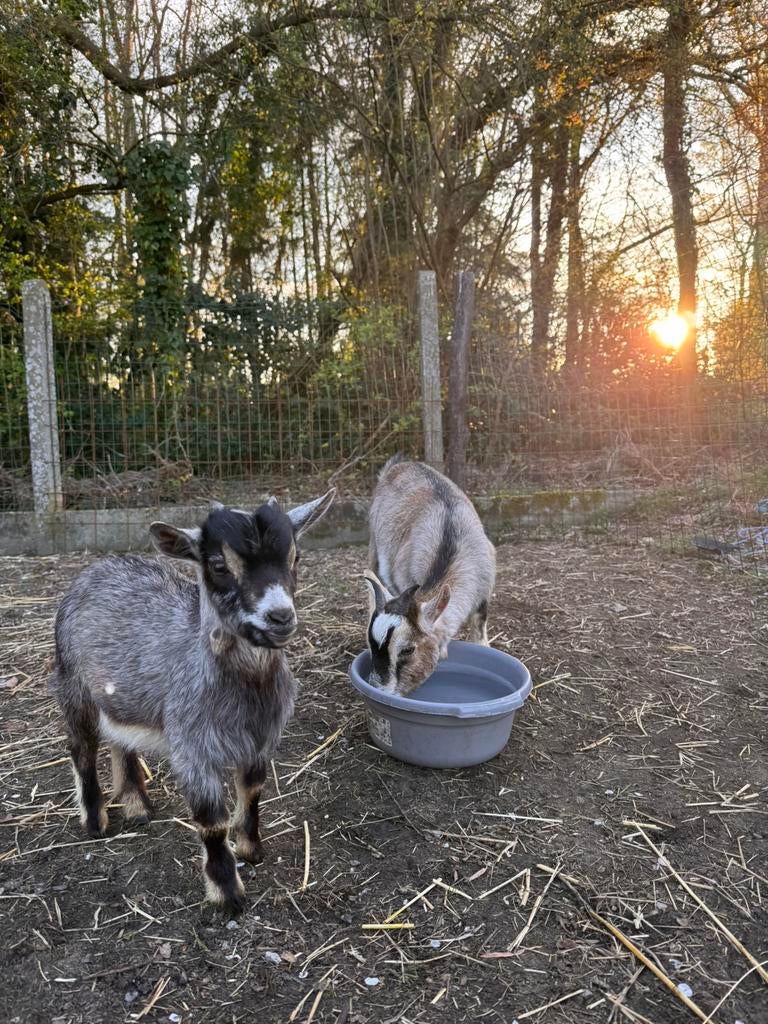 Weide gezocht Heultje/Hulshout, Pâturage