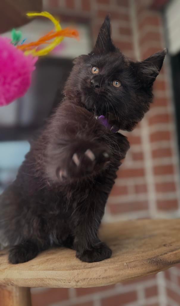 Zwarte Maine Coon katertje  beschikbaar ✅, Chat, Vermifugé, 0 à 2 ans