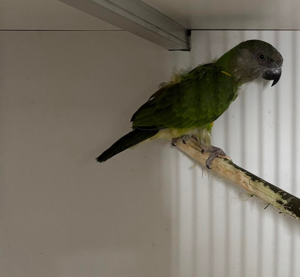 Bonte boer pop 2025, Dieren en Toebehoren, Vrouwelijk, Papegaai, Geringd