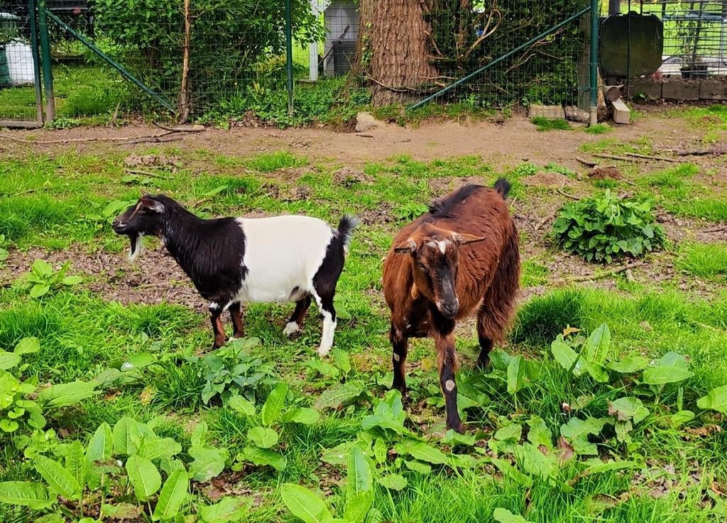 Dwerggeitje (Mieke) + gewone geit (bok), Dieren en Toebehoren, Meerdere dieren, Geit