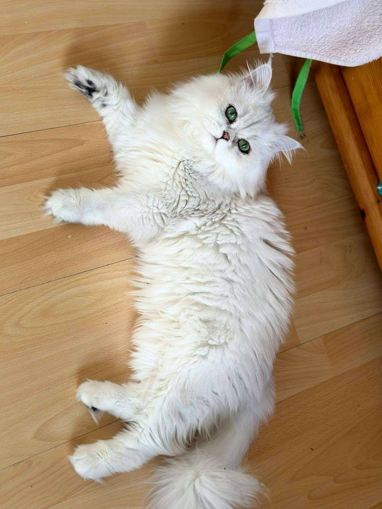 Perzisch chinchilla-katje, Poes, Gechipt, 0 tot 2 jaar