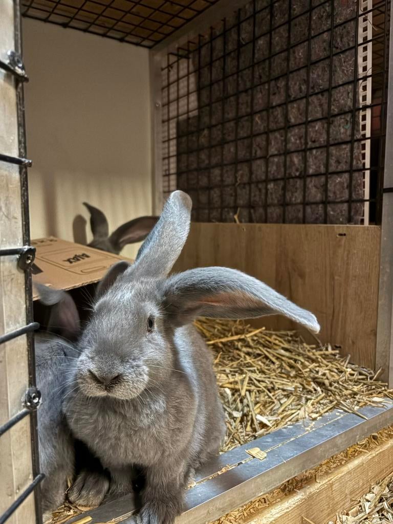 Vlaamse/duitse reus, Dieren en Toebehoren, Konijnen
