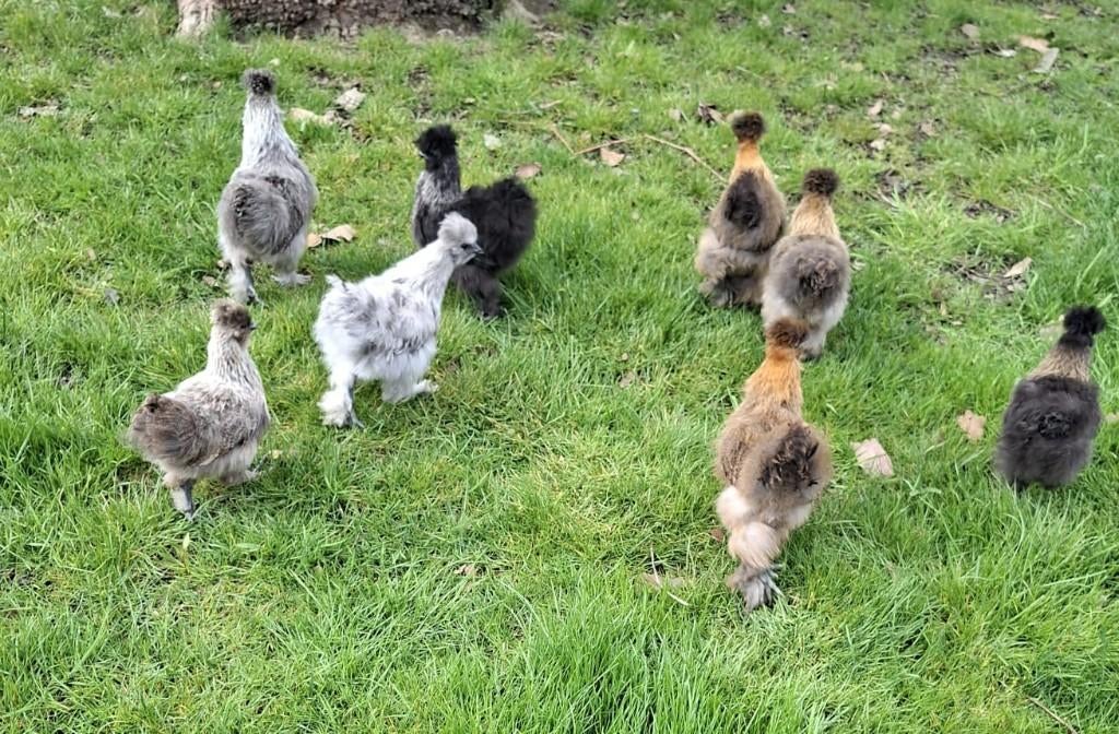 Zijdehoender, Dieren en Toebehoren, Meerdere dieren, Kip