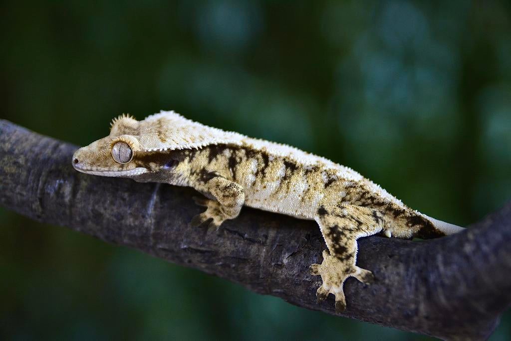 Magnifique cil Gekko 1.0 pour homme, Animaux & Accessoires