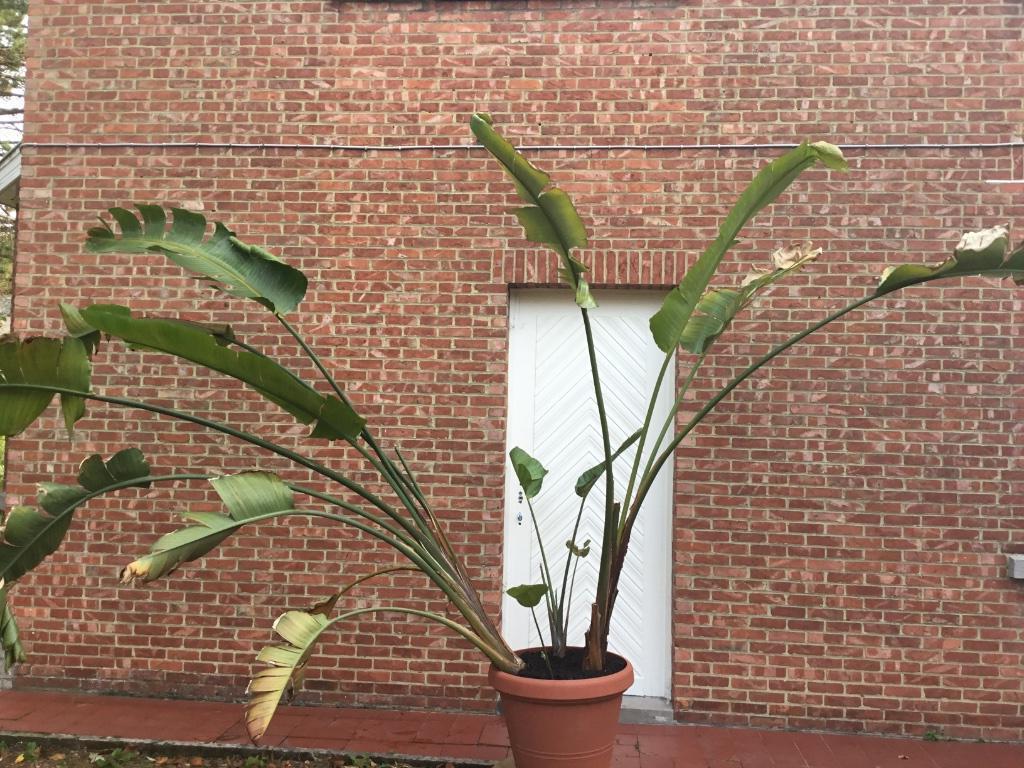 Strelitzia nicolai, Maison & Meubles, Plantes d'intérieur, Enlèvement