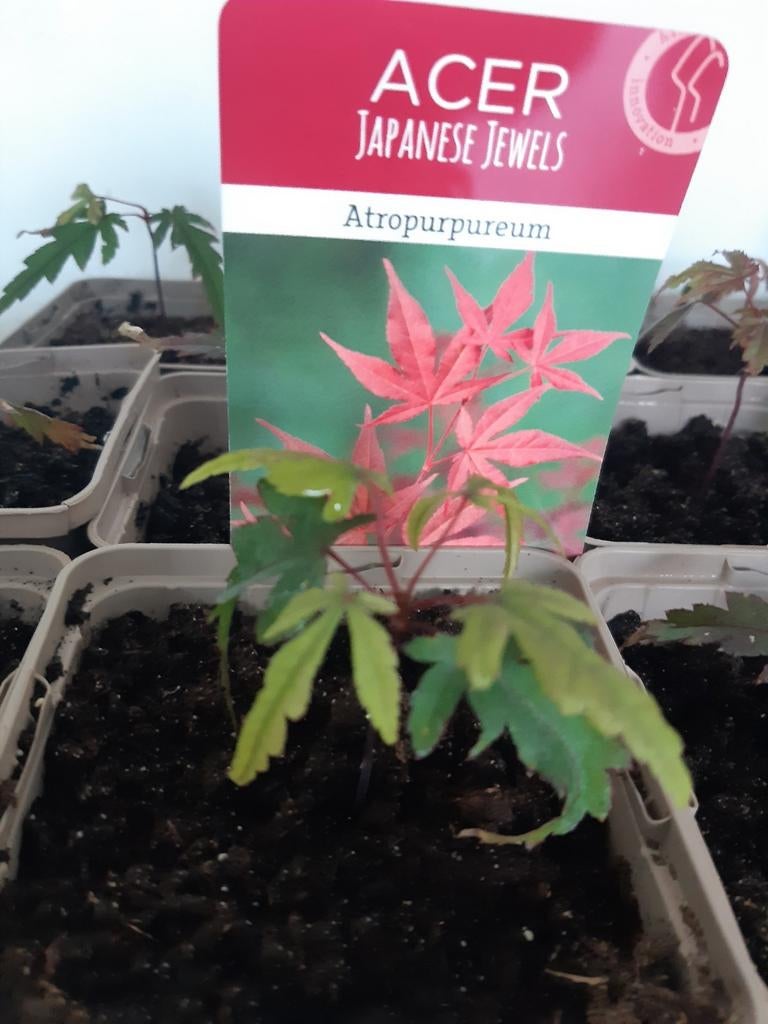 Acer Atropurpureum., Ophalen