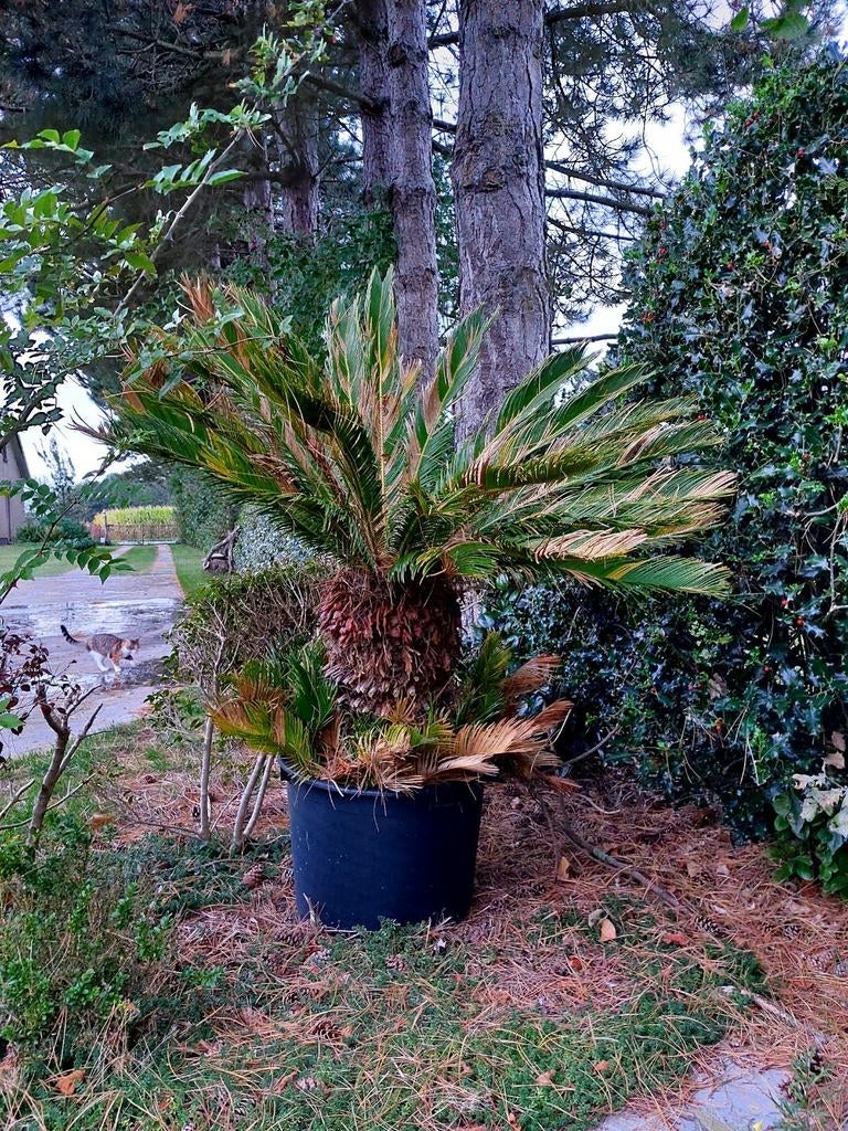 palmen, Tuin en Terras, Planten | Bomen, Ophalen