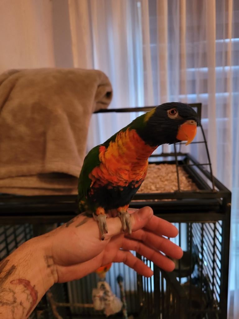 Tamme lori vd blauwebergen, Dieren en Toebehoren, Parkiet, Tam