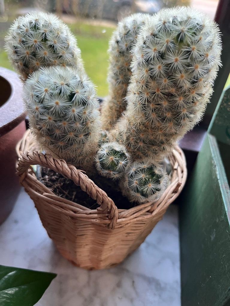 Cactus in rieten cache-pot, Huis en Inrichting, Kamerplanten, Cactus, Bloeiende kamerplant, Volle zon, In pot, Ophalen of Verzenden
