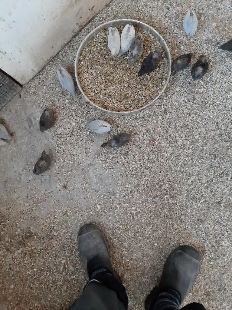 Wegens te veel van chinese dwergkwartel worden deze verkocht, Dieren en Toebehoren