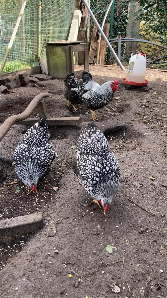 Trio wyandotte kriel zilver zwartgezoomd, Dieren en Toebehoren, Pluimvee