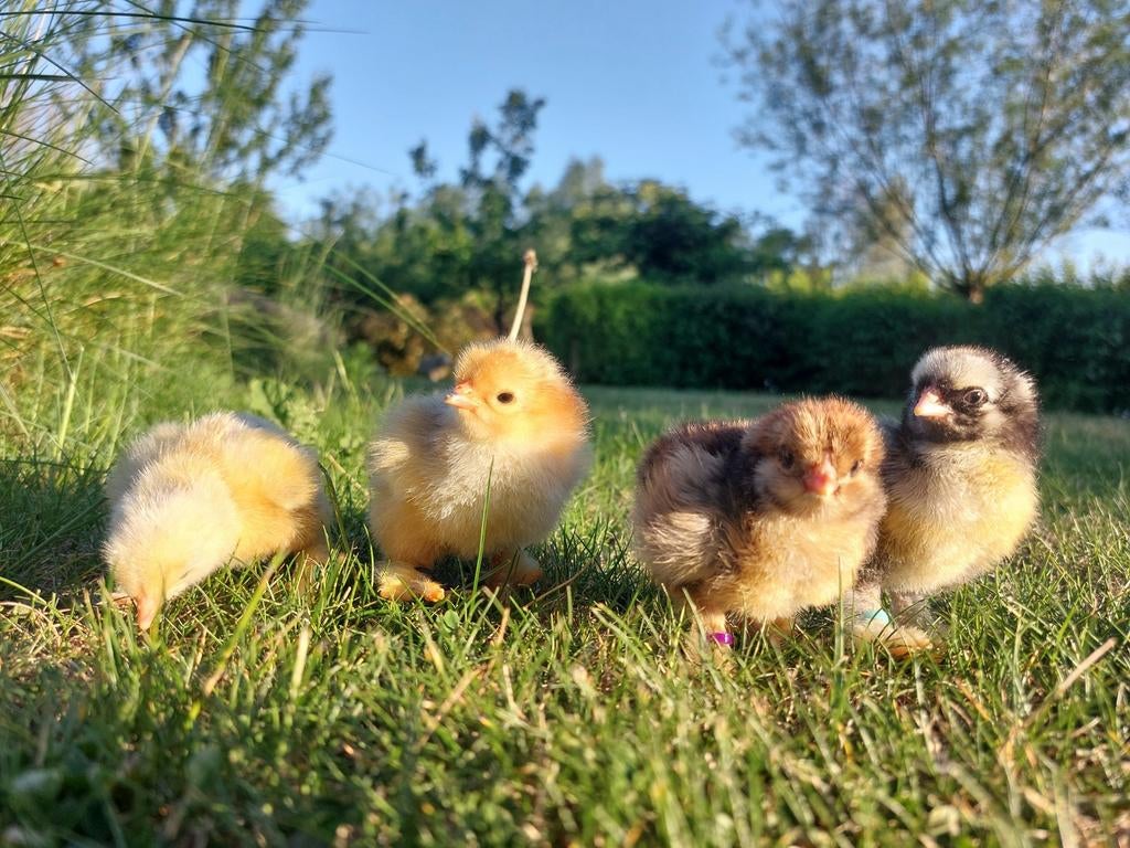 🐣 TOP kuikens Brahma en kleurleggers (3 weken oud)🐣, Dieren en Toebehoren, Pluimvee, Geslacht onbekend, Kip