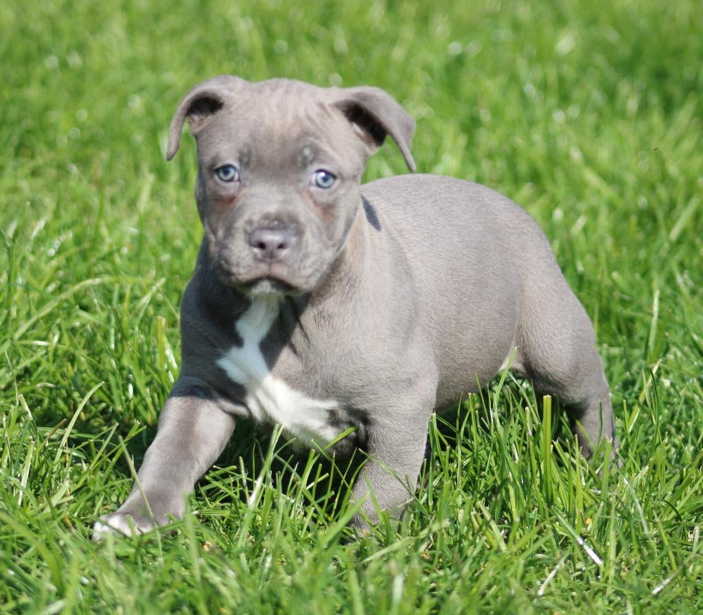 Amerikaanse Stafford pup, Dieren en Toebehoren, Honden | Jack Russells en Terriërs, Parvo, België, 8 tot 15 weken, American Staffordshire Terriër