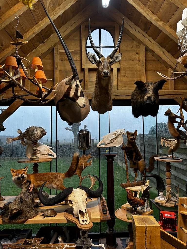 Te koop jacht trofee taxidermie, Ophalen