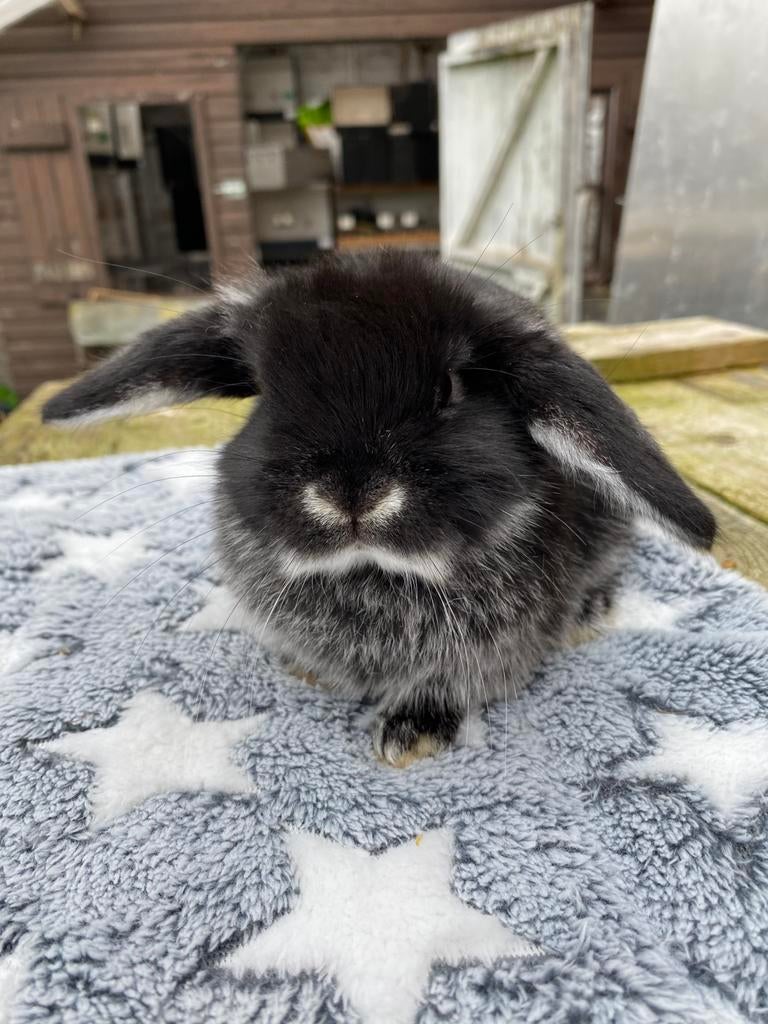 Raszuivere nhd rammelaar, Dieren en Toebehoren, Konijnen, Mannelijk, Dwerg, Hangoor, 0 tot 2 jaar