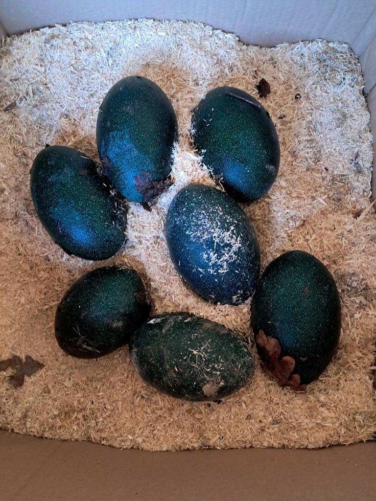 Verse emu eieren, Diversen, Levensmiddelen, Ophalen