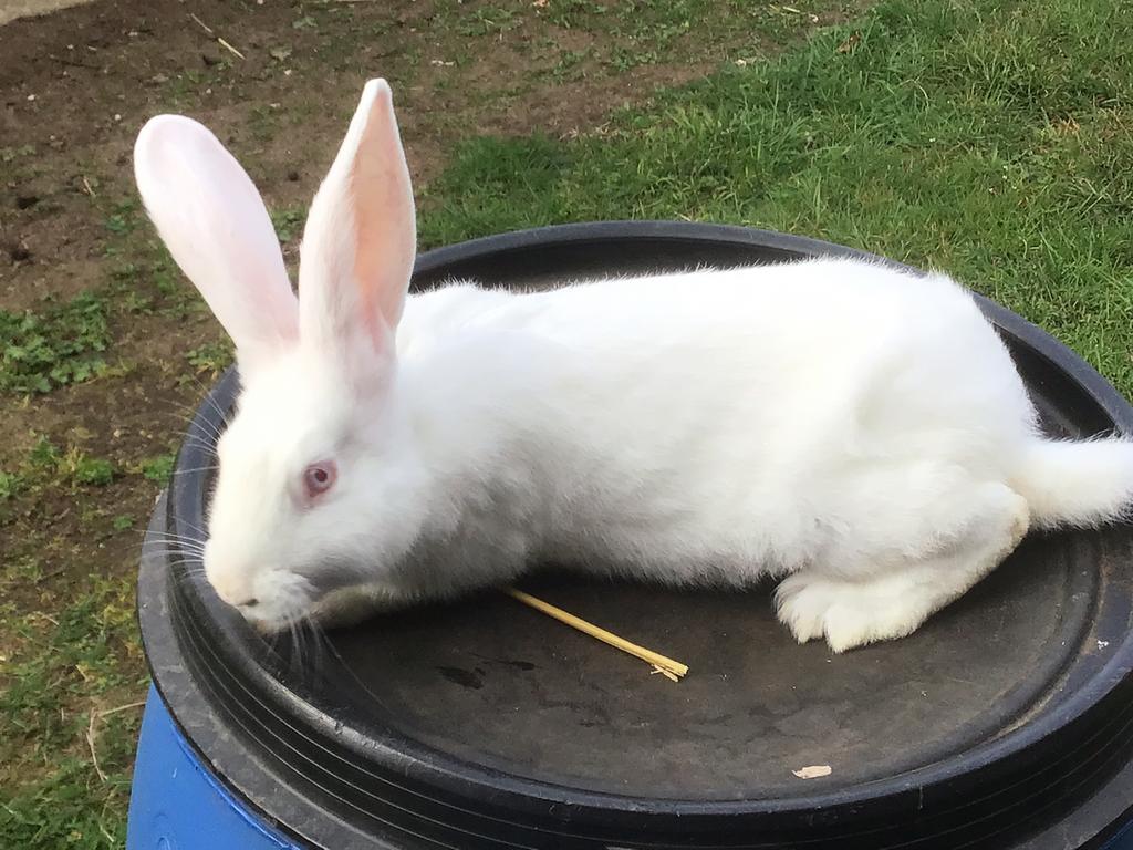 Witte van Dendermonde jonge konijnen, Dieren en Toebehoren, Konijnen, Klein, 0 tot 2 jaar