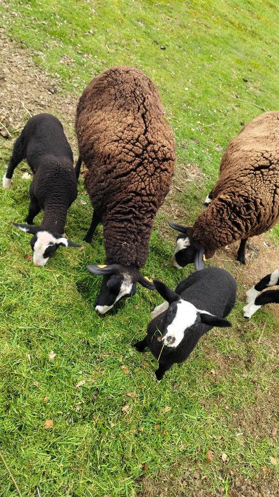 Zwartbles ramlammeren, Dieren en Toebehoren, Schapen, Geiten en Varkens, Mannelijk, Schaap, 0 tot 2 jaar