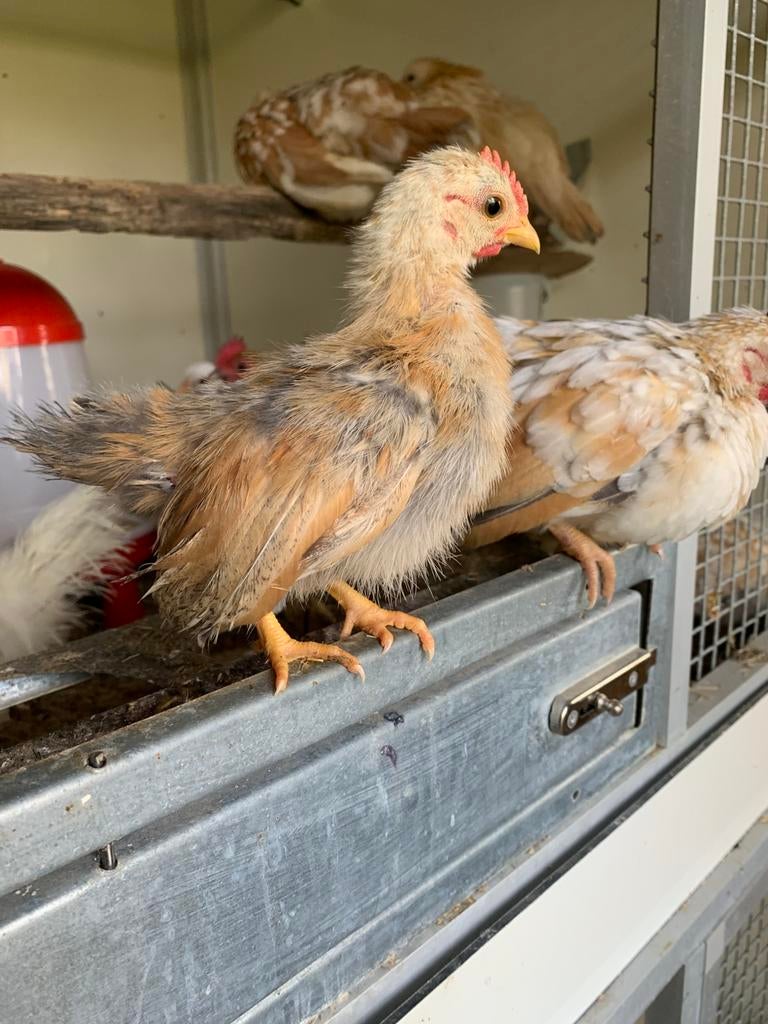 Seramahazntje zijdeveer 10 feb