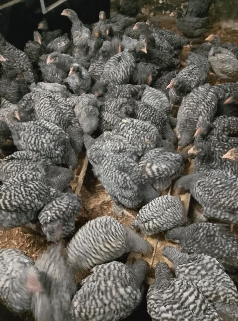 Hanen Mechelse koekoek