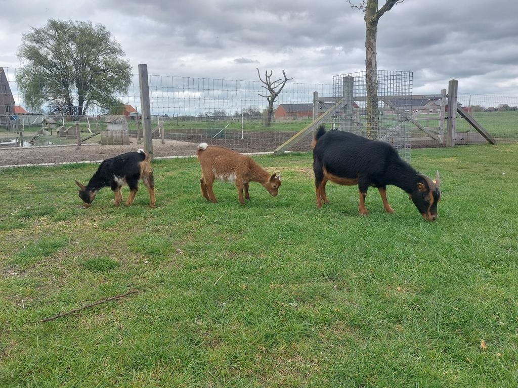 Cage noire et beige avec agneaux., Animaux & Accessoires