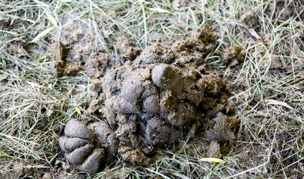 Paarden mest, Tuin en Terras, Ophalen, Mest