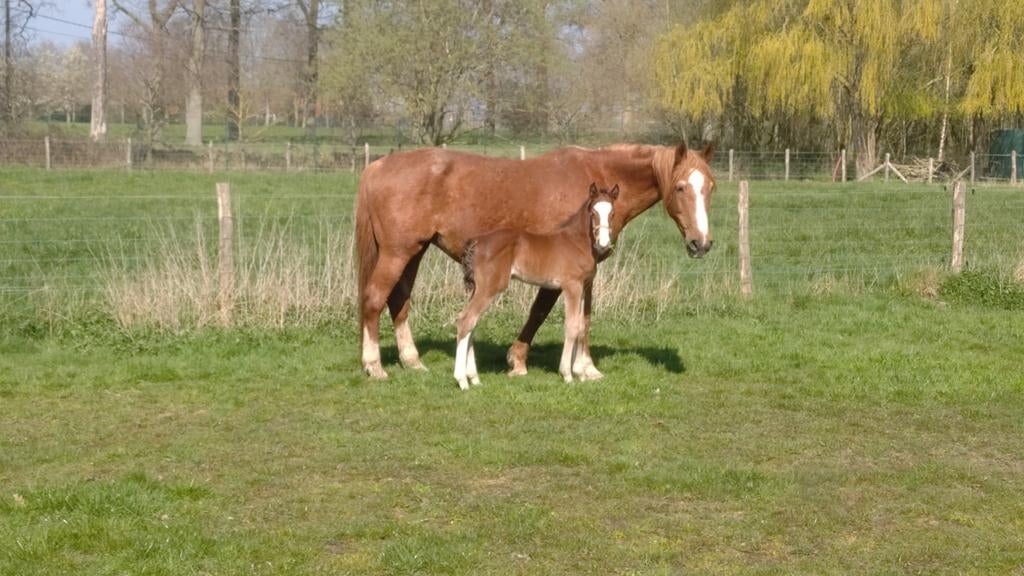 Veelbelovend spring veulen met top afstamming, Dieren en Toebehoren, Paarden, Springpaard, Met stamboom, Niet van toepassing, 0 tot 2 jaar