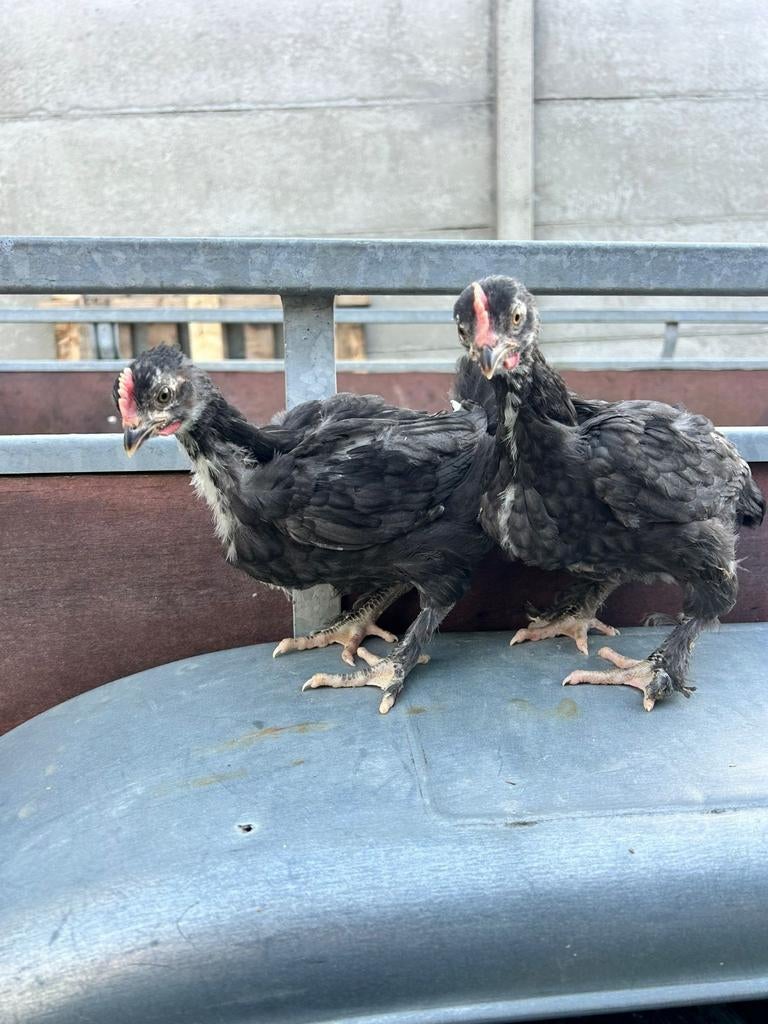 2 marans kuikens, Animaux & Accessoires, Volatiles, Poule ou poulet, Sexe inconnu