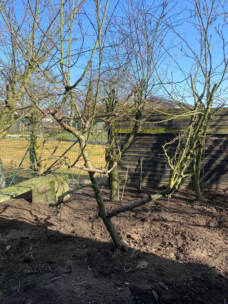 Grote Jonagold appelboom, Ophalen, 100 tot 250 cm, Halfschaduw, Appelboom