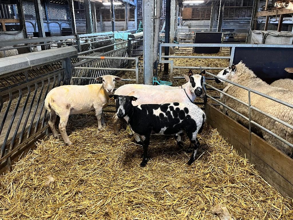 scheren van schapen, Dieren en Toebehoren, Schapen, Geiten en Varkens, Meerdere dieren, Schaap