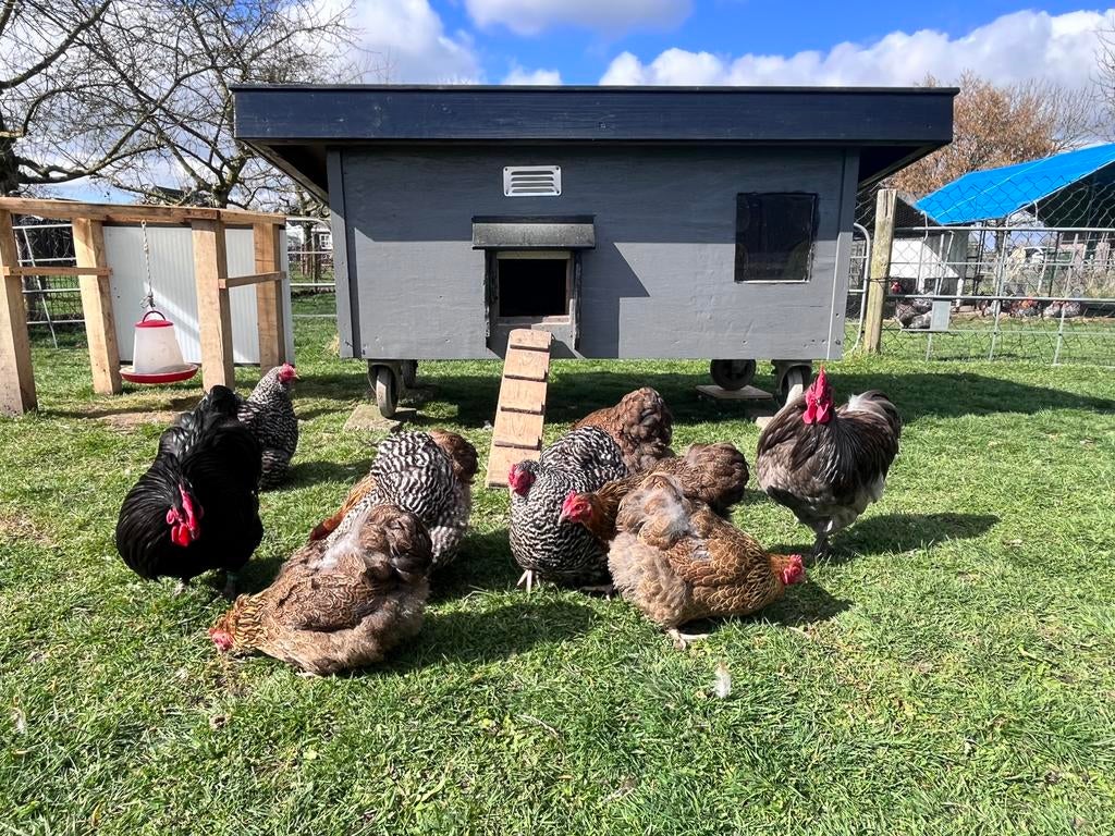 Broedeieren orpington kriel, Sexe inconnu, Poule ou poulet