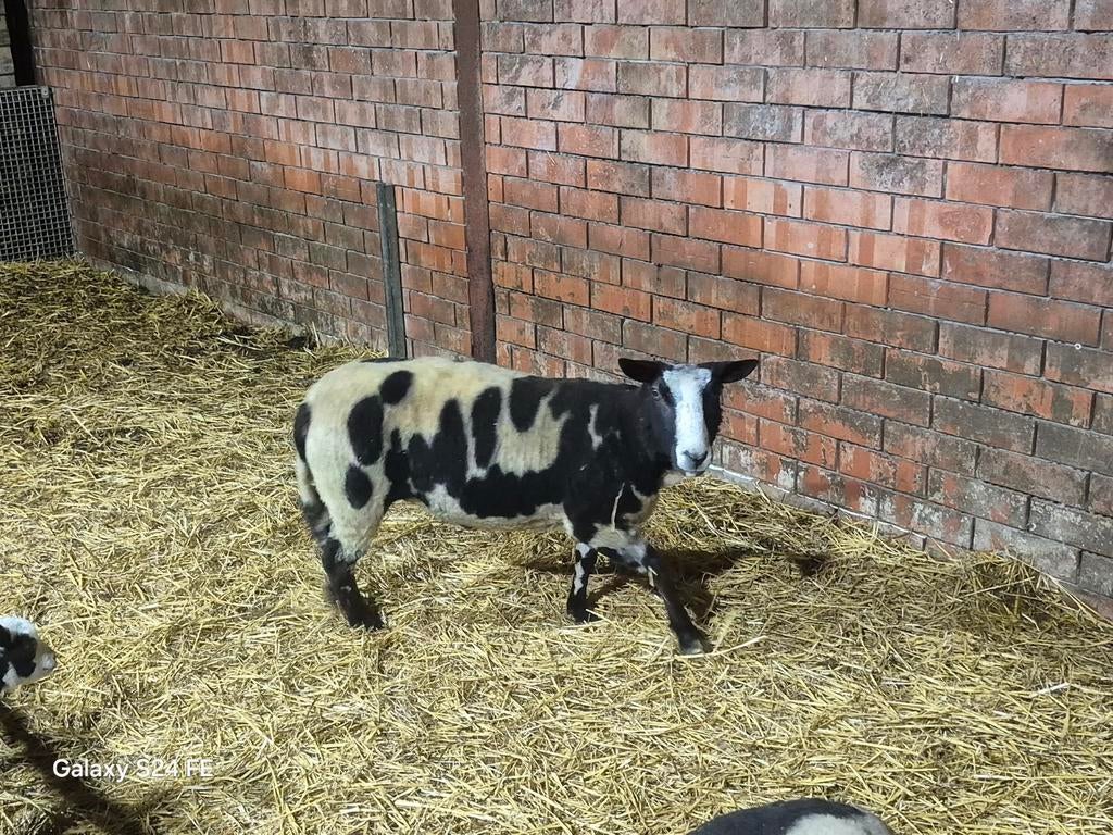 Bonte ooi van 2024, Animaux & Accessoires