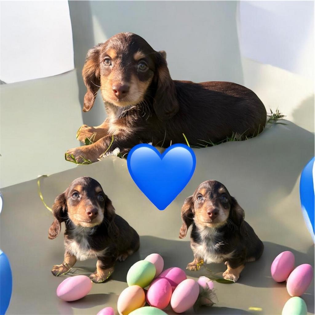 Mooie langharige dwergteckeltjes, Hépatite contagieuse (maladie de Rubarth), 8 à 15 semaines, Poils longs, Plusieurs