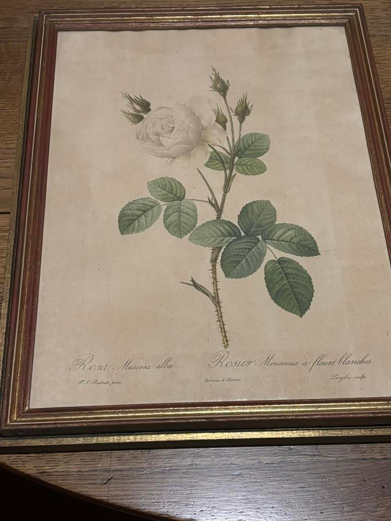 2 gravures Pierre Joseph Redouté, Antiek en Kunst, Ophalen of Verzenden