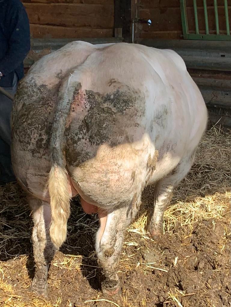 Jonge dekstier, springstier, fokstier, stier te koop BWB, Mannelijk, 0 tot 2 jaar