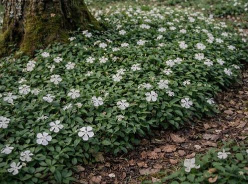 Vinca minor Albus (wit), Ophalen, Halfschaduw