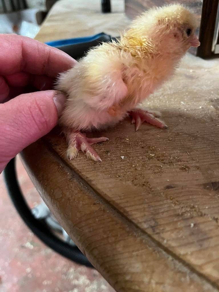 Eendagskuikens brahma, Dieren en Toebehoren, Pluimvee