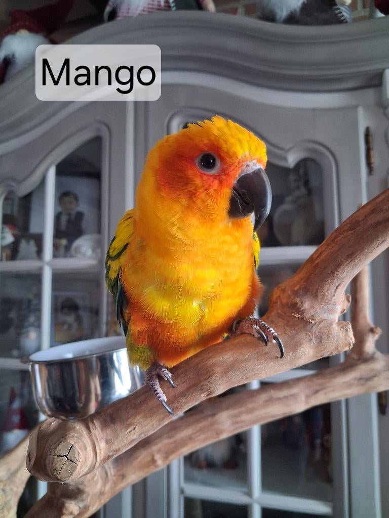 Handtamme zonparkiet, Dieren en Toebehoren, Mannelijk, Parkiet, Geringd