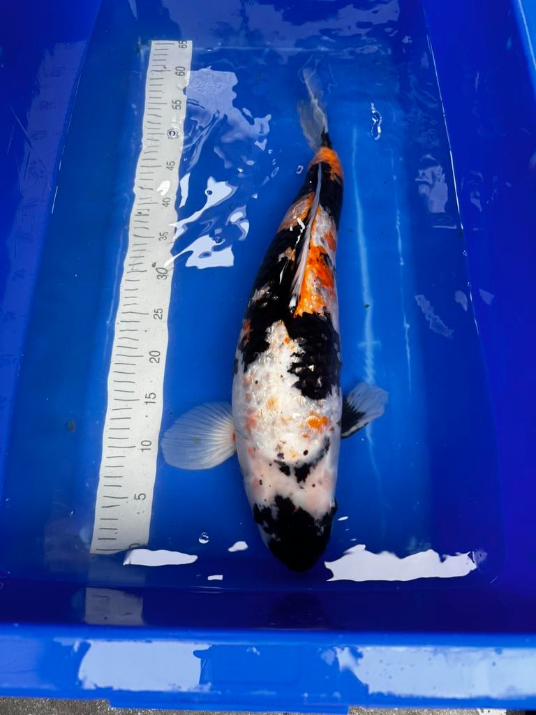 Koi showa te koop, Dieren en Toebehoren