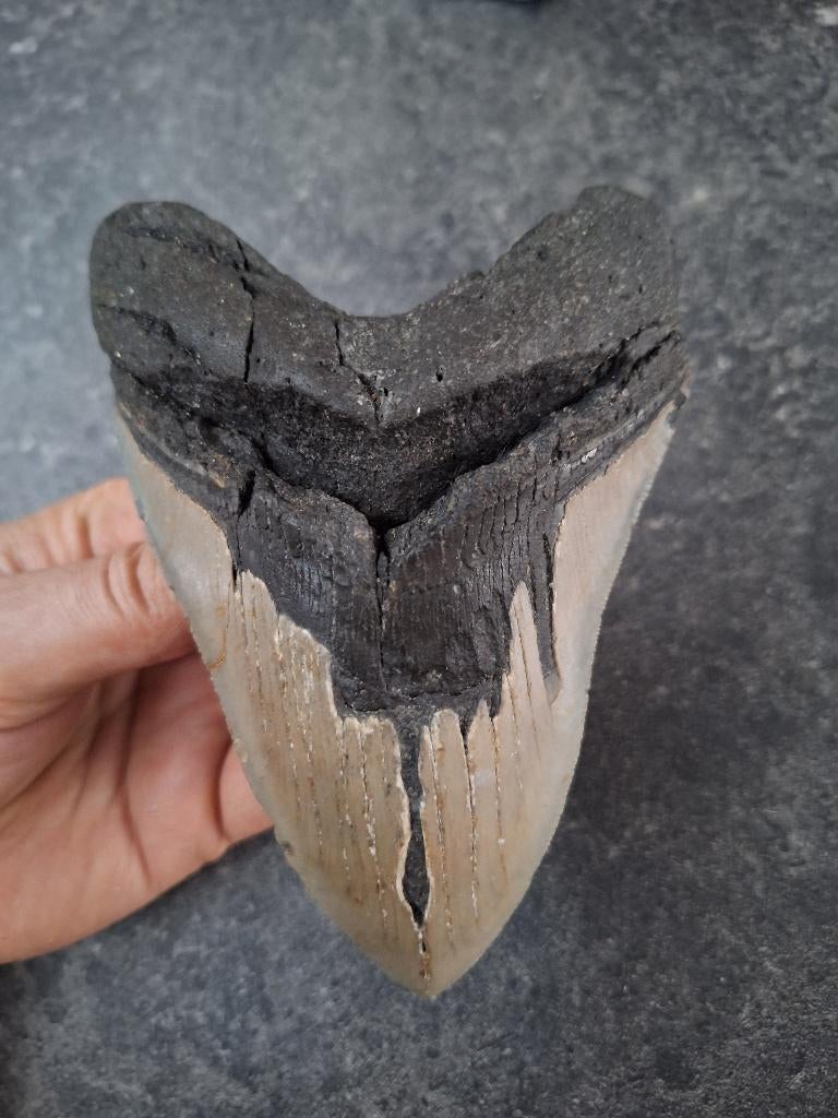 MEGALODON TAND USA	306	gram	14.5!!x10x2.9		cm, Verzamelen, Mineralen en Fossielen, Ophalen of Verzenden, Fossiel