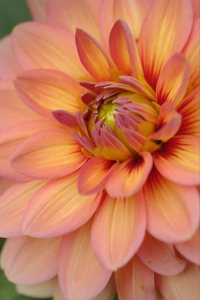 Dahlia knol Yvonne, Tuin en Terras, Ophalen, Knol