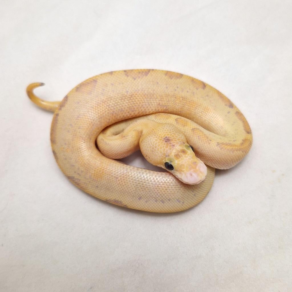 Leopard Ivory Clown man, Serpent, Domestique, 0 à 2 ans