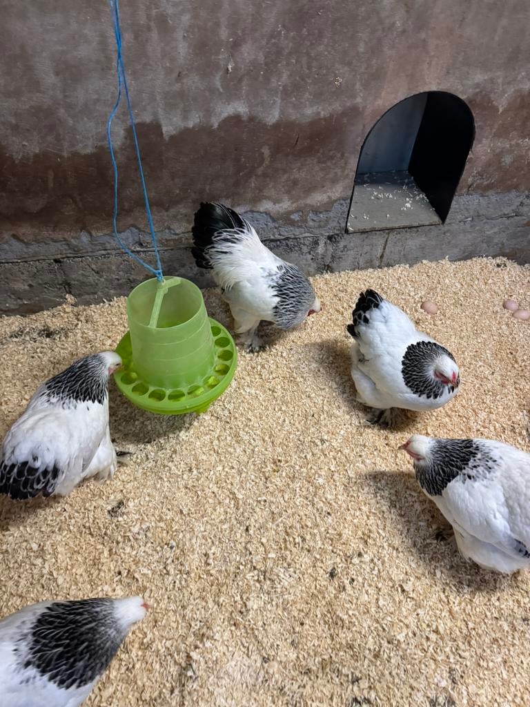 Broedeieren, Dieren en Toebehoren, Pluimvee