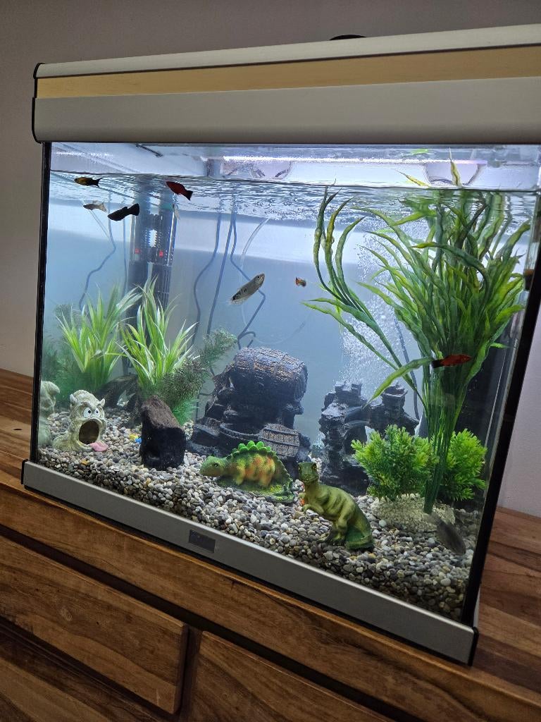Aquarium complet avec poissons Full, Animaux & Accessoires, Enlèvement, Comme neuf, Aquarium d'eau douce rempli
