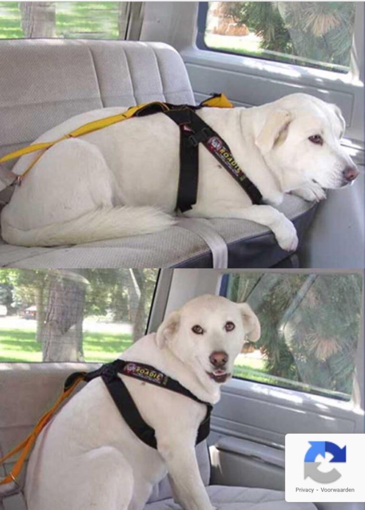 Harnas hond voor auto - 11 tot 25 kg - Ruffriders, Dieren en Toebehoren, Hondenhalsbanden en Penningen, Ophalen of Verzenden