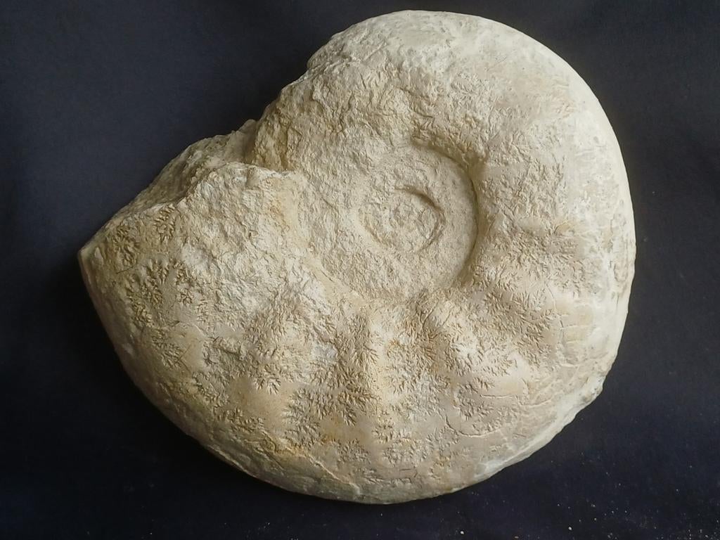 Calamar fossile de France, Enlèvement ou Envoi, Fossile